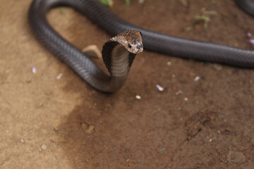 The Javan spitting cobra (Naja sputatrix), also called Indonesian cobra, is a species of cobra in the family Elapidae, found in the Lesser Sunda Islands of Indonesia, including Java, Bali, and other.