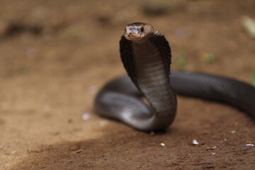 The Javan spitting cobra (Naja sputatrix), also called Indonesian cobra, is a species of cobra in the family Elapidae, found in the Lesser Sunda Islands of Indonesia, including Java, Bali, and other.