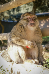 Monkey with orange fruit in hand