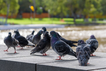 Obraz premium Many pigeons are standing on a concrete wall on the banks of the Yarra River in Melbourne, Australia