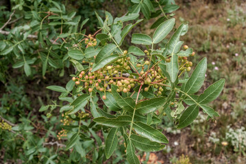 Mt. Atlas Mastic Tree (Pistacia mutica) in coastal hills, Crimea