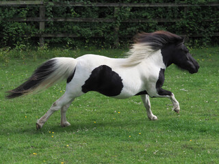 Fototapeta na wymiar Galloping Pony