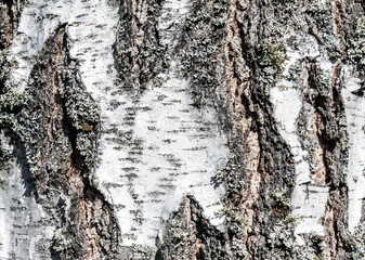 Birch bark texture, wood pattern closeup view