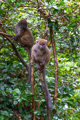 Funny bamboo lemurs on a tree branch watch the visitors