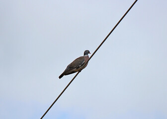 wild pigeon sat down to rest on an electric wire