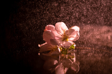 Fototapeta na wymiar Apple blossom on a black background with reflection in the rain