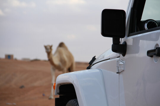 Blurry Camel Walking Beside Jeep In Desert