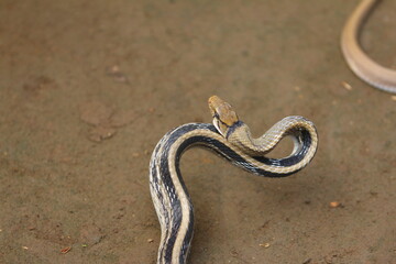 The radiated ratsnake, copperhead rat snake or copper-headed trinket snake (Coelognathus radiatus) is a nonvenomous species of colubrid snake.