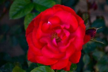 Beautiful single red rose on the green background