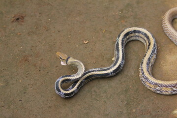 The radiated ratsnake, copperhead rat snake or copper-headed trinket snake (Coelognathus radiatus) is a nonvenomous species of colubrid snake.