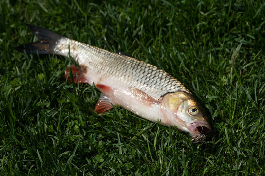 A close-up view of a fresh-water Chub fish known as the European Chub (Squalius cephalus) on green grass with a melolontha beetle in its mouth