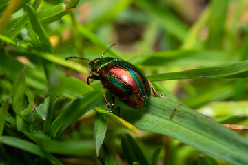 Metallic green, shiny leaf beetle (Chrysomelidae)