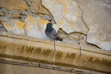 View of a Feral pigeon (Columba livia domestica), also called city pigeon, standing alone on a yellow wall