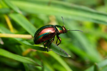 Metallic green, shiny leaf beetle (Chrysomelidae)