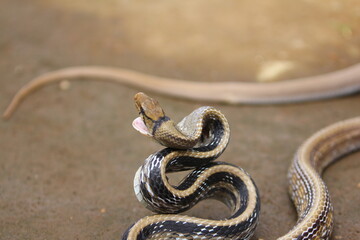 The radiated ratsnake, copperhead rat snake or copper-headed trinket snake (Coelognathus radiatus) is a nonvenomous species of colubrid snake.