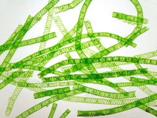 Microphotography of Spirogyra. Green algae.