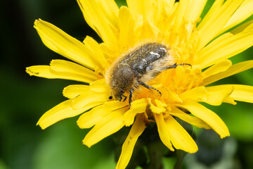 Tropinota hirta insect on yellow flower macro shot