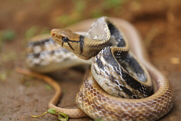 The radiated ratsnake, copperhead rat snake or copper-headed trinket snake (Coelognathus radiatus) is a nonvenomous species of colubrid snake.