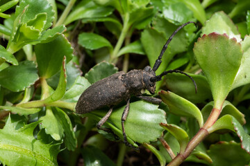 Xystrocera is a genus of long horn beetles that belong to the Cerambycidae family.