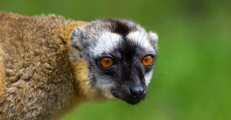 Portrait of a brown maki, a close up of a funny lemur