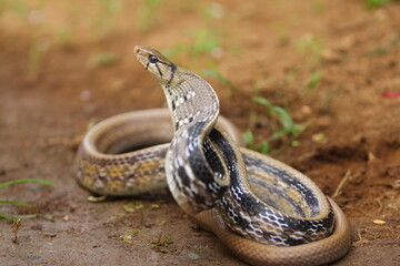 The radiated ratsnake, copperhead rat snake or copper-headed trinket snake (Coelognathus radiatus) is a nonvenomous species of colubrid snake.