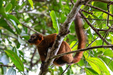 A red Vari sits in the branches of a tree