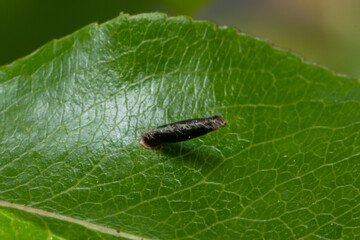 Coleophora limosipennella micro moth larval case. Case surrounding pupa of insect in family Coleophoridae, on leaf of elm (Ulmus sp.)