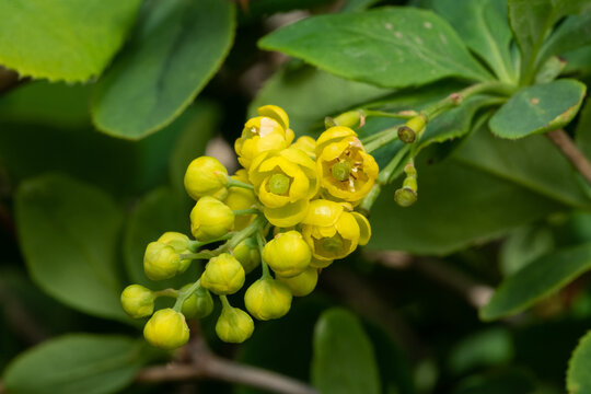 yellow blossom of the chinese barberry, Berberis julianae, close up