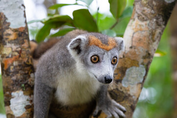 A crown lemur on a tree in the rainforest of Madagascar