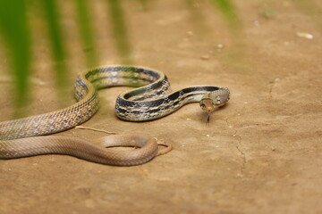 The radiated ratsnake, copperhead rat snake or copper-headed trinket snake (Coelognathus radiatus) is a nonvenomous species of colubrid snake.