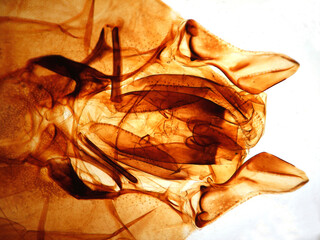Microphotography of Bee mouth. Apis mellifera.