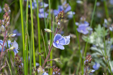 In the spring, Veronica chamaedrys blooms in the wild
