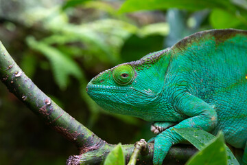 Fototapeta premium A green chameleon on a branch in close-up