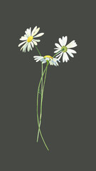 A bouquet of watercolor daisies. For congratulations, invitations, anniversaries, weddings, birthday