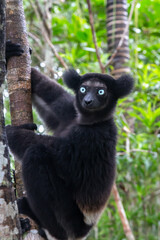 An Indri lemur on the tree watches the visitors to the park
