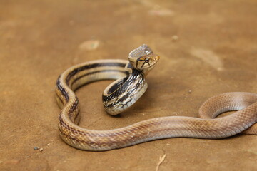 The radiated ratsnake, copperhead rat snake or copper-headed trinket snake (Coelognathus radiatus) is a nonvenomous species of colubrid snake.