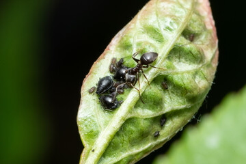 Cherry leaves affected by aphids. Insect pests on the plant. Ladybug eating aphid