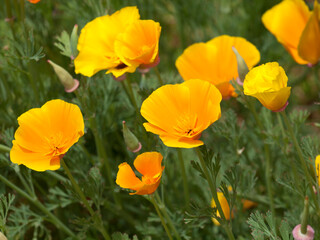 field of yellow flowers