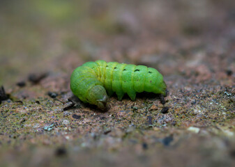 Ein grüner Engeling, eine Larve von einem Käfer auf dem Boden