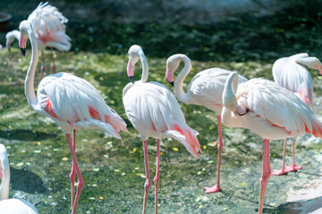 Flamingos in Vietnam zoo. This is a precious bird that needs to be preserved in the natural world