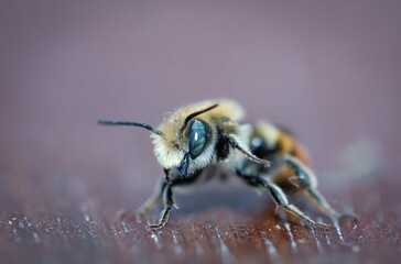 Eine Nahauifnahme einer Honigbiene, Bienen sind äußerst nutzvolle Insekten.
