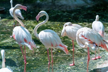 Fototapeta na wymiar Flamingos in Vietnam zoo. This is a precious bird that needs to be preserved in the natural world