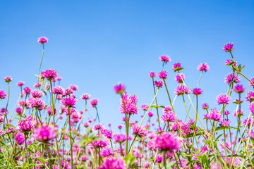 Beautiful flowers blooming under the blue sky