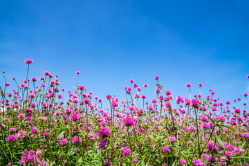 Beautiful flowers blooming under the blue sky