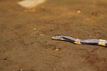 Bungarus candidus, commonly known as the Malayan krait or blue krait, is a highly venomous species of snake.
