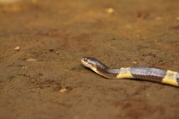 Bungarus candidus, commonly known as the Malayan krait or blue krait, is a highly venomous species of snake.