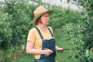 Female farmer using tablet computer in organic apple fruit orchard