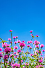 Beautiful flowers blooming under the blue sky
