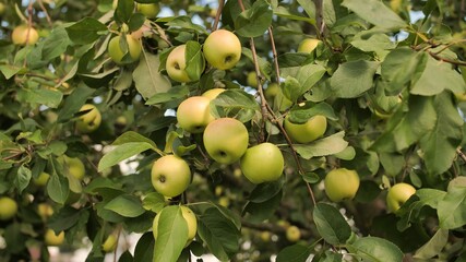 Ripe apples on an apple tree at the end of summer in the garden.