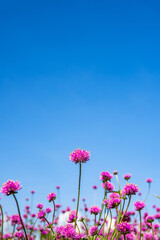 Beautiful flowers blooming under the blue sky